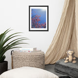 Pink Cherry Blossom Framed Photography Print