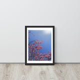 Pink Cherry Blossom Framed Photography Print