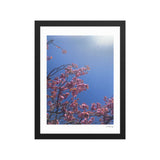 Pink Cherry Blossom Framed Photography Print
