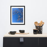 White Cherry Blossom Framed Photography Print