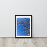 White Cherry Blossom Framed Photography Print