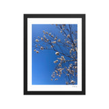 White Cherry Blossom Framed Photography Print