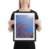 Pink Cherry Blossom Framed Photography Print