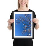 White Cherry Blossom Framed Photography Print