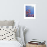 Pink Cherry Blossom Framed Photography Print