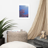 Pink Cherry Blossom Framed Photography Print