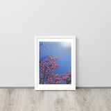Pink Cherry Blossom Framed Photography Print