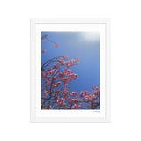 Pink Cherry Blossom Framed Photography Print