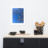 White Cherry Blossom Framed Photography Print
