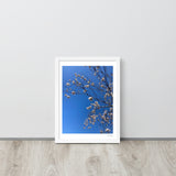 White Cherry Blossom Framed Photography Print