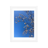 White Cherry Blossom Framed Photography Print