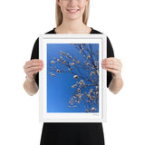 White Cherry Blossom Framed Photography Print