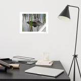 Peeping Alligator, The Everglades, Florida, USA Photography Print