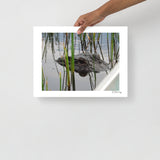 Peeping Alligator, The Everglades, Florida, USA Photography Print
