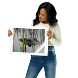 Peeping Alligator, The Everglades, Florida, USA Photography Print