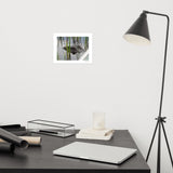Peeping Alligator, The Everglades, Florida, USA Photography Print