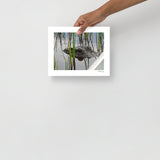Peeping Alligator, The Everglades, Florida, USA Photography Print